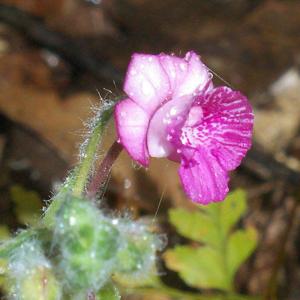 Calanthe cardioglossa