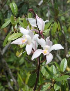 Cymbidium seidenfadenii