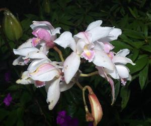 Cymbidium seidenfadenii