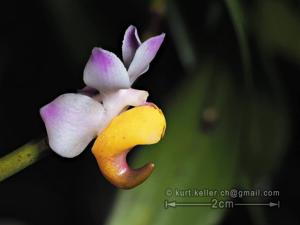 Aerides odorata