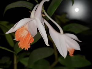 Dendrobium chapaense