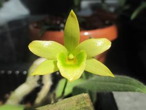 Dendrobium senile