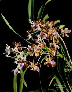 Vanda limbata