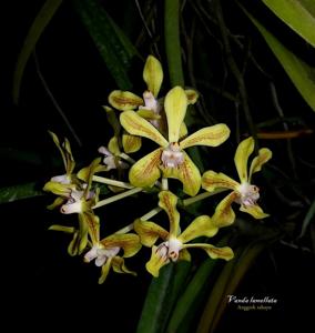 Vanda lamellata