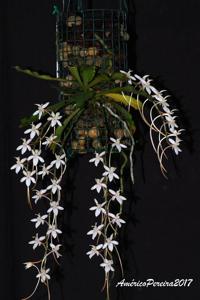 Aerangis mystacidii
