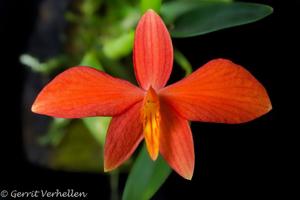 Cattleya mantiqueirae