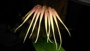 Bulbophyllum cercanthum