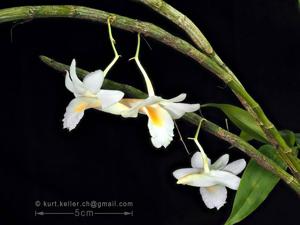 Dendrobium cowenii