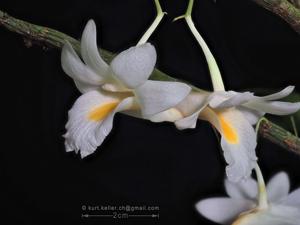 Dendrobium cowenii
