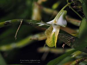 Dendrobium trinervium