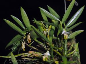 Dendrobium trinervium