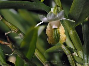 Dendrobium trinervium