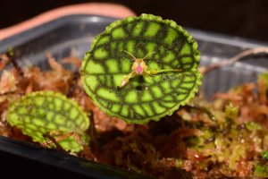 Lepanthes calodictyon