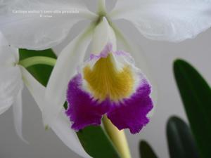 Cattleya wallisii