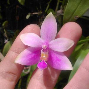 Phalaenopsis mentawaiensis