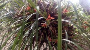 Maxillaria tenuifolia