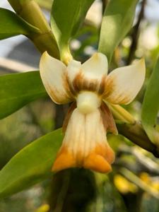 Dendrobium kenepaiense