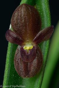 Pleurothallis dilemma