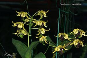 Dendrobium alexandrae