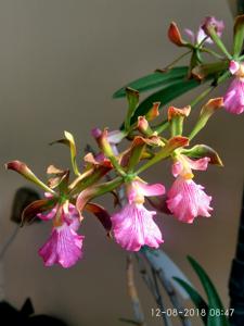 Encyclia phoenicea