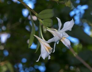 Dendrobium infundibulum