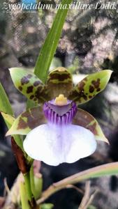 Zygopetalum maxillare