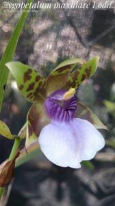 Zygopetalum maxillare