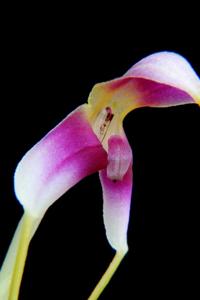 Masdevallia estradae