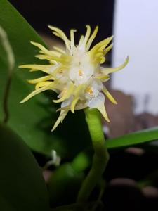 Bulbophyllum odoratissimum