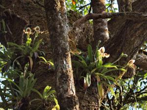 Paphiopedilum villosum