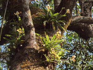 Paphiopedilum villosum