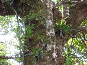 Paphiopedilum villosum