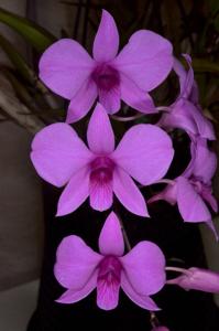 Dendrobium bigibbum var. compactum