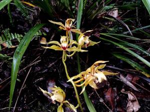 Cymbidium lowianum