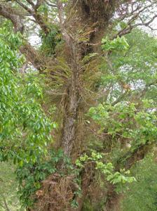 Dendrobium moschatum