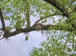 Dendrobium polyanthum