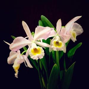 Cattleya wallisii