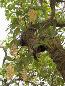 Dendrobium thyrsiflorum