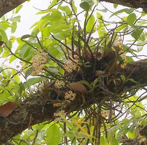 Dendrobium thyrsiflorum