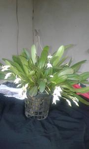 Masdevallia nicaraguae