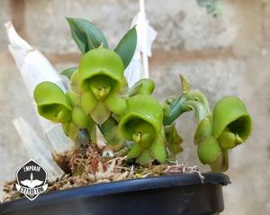 Catasetum parguazense