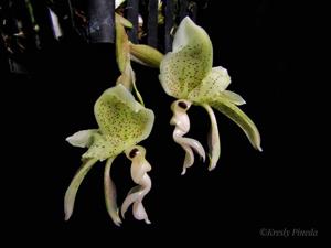 Stanhopea confusa