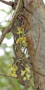 Chiloschista viridiflava
