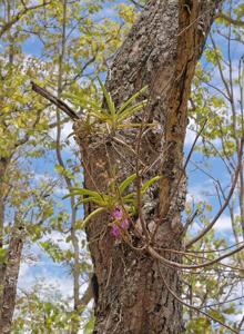 Aerides multiflora