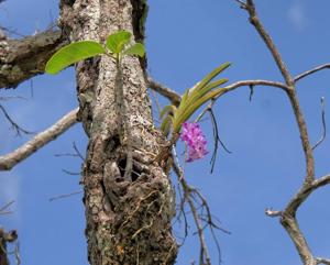 Aerides multiflora