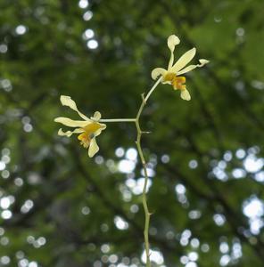 Dendrobium venustum