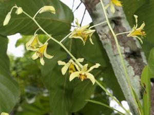 Dendrobium venustum