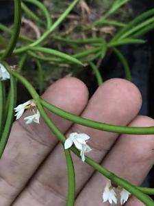 Afropectinariella subulata