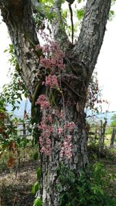 Trichocentrum carthagenense