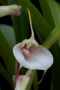 Masdevallia floribunda